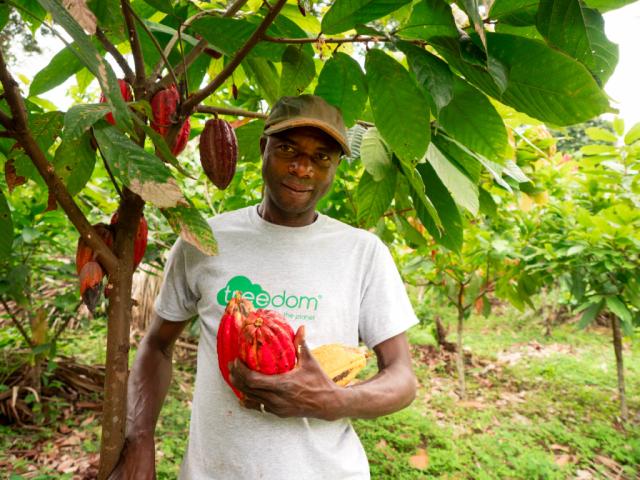 Kenyan farmer picking coca bells thanks to Treedom in SBS Brembo Forest